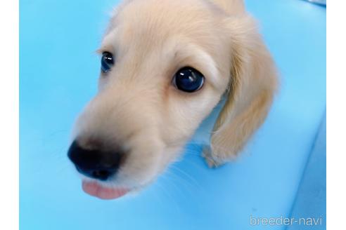 成約済の東京都のミニチュアダックスフンド(ロングヘアード)-202424の4枚目