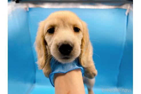 成約済の東京都のミニチュアダックスフンド(ロングヘアード)-202423の8枚目