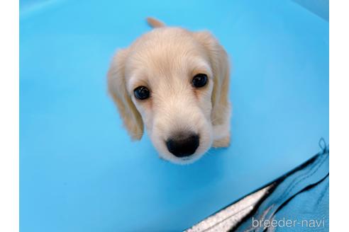 成約済の東京都のミニチュアダックスフンド(ロングヘアード)-202423の9枚目