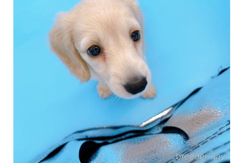 成約済の東京都のミニチュアダックスフンド(ロングヘアード)-202423の5枚目