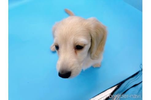 成約済の東京都のミニチュアダックスフンド(ロングヘアード)-202423の6枚目