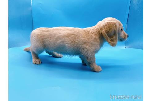 成約済の東京都のミニチュアダックスフンド(ロングヘアード)-202423の7枚目