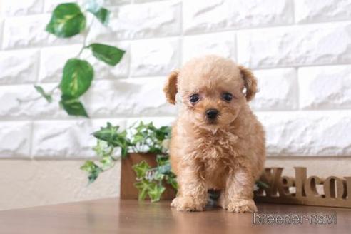 成約済の滋賀県のトイプードル-200147の1枚目