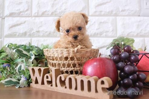 成約済の滋賀県のトイプードル-200147の4枚目