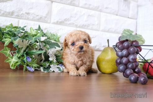 成約済の滋賀県のトイプードル-200147の3枚目