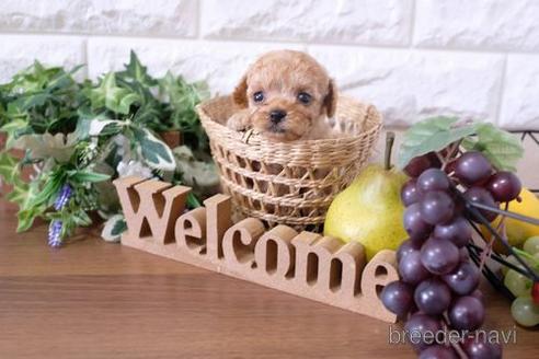 成約済の滋賀県のトイプードル-200147の2枚目