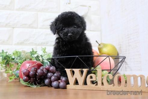 成約済の滋賀県のトイプードル-200132