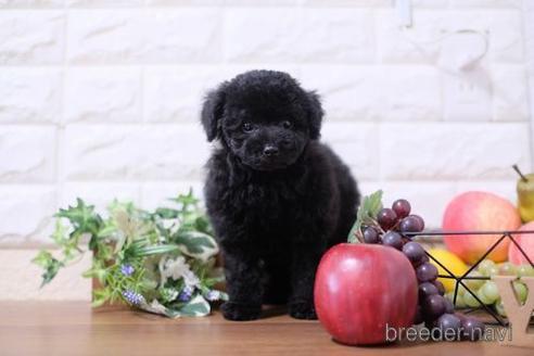 成約済の滋賀県のトイプードル-200132の6枚目