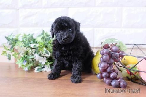 成約済の滋賀県のトイプードル-200132の3枚目