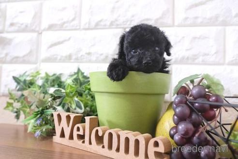 成約済の滋賀県のトイプードル-200132の2枚目