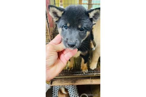 成約済の茨城県の豆柴-202443の1枚目