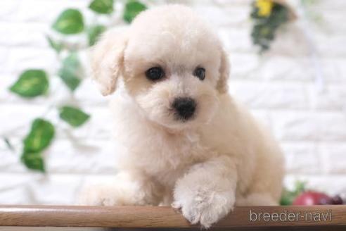 成約済の滋賀県のトイプードル-200133の6枚目