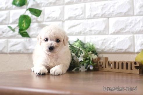 成約済の滋賀県のトイプードル-200133の3枚目