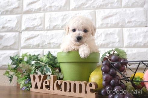 成約済の滋賀県のトイプードル-200133の2枚目