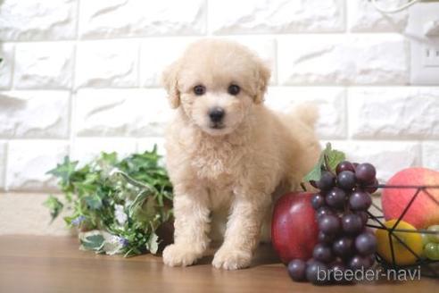 成約済の滋賀県のトイプードル-200134