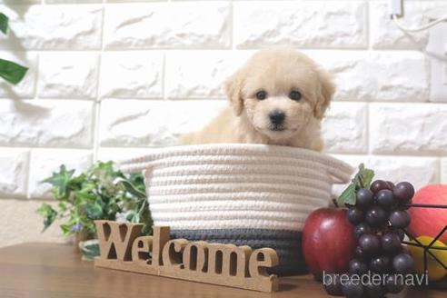 成約済の滋賀県のトイプードル-200134の6枚目