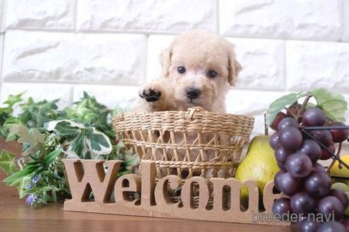 成約済の滋賀県のトイプードル-200134の3枚目