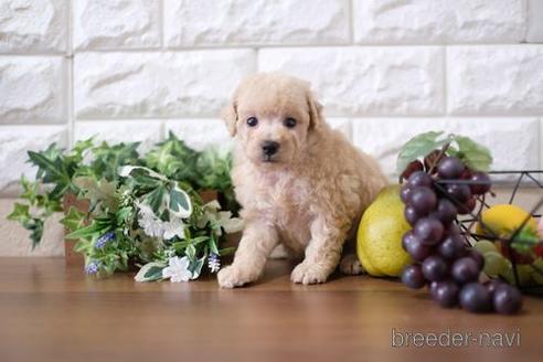 成約済の滋賀県のトイプードル-200134の2枚目