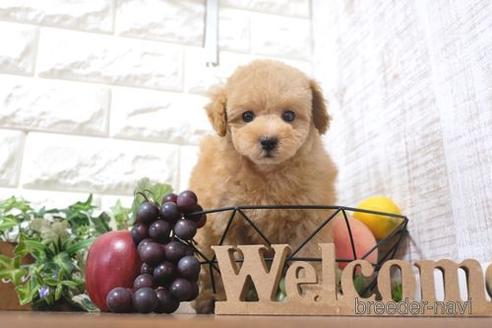 成約済の滋賀県のトイプードル-200135の1枚目
