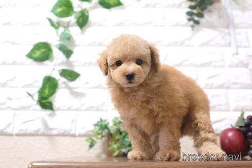 成約済の滋賀県のトイプードル-200135の6枚目