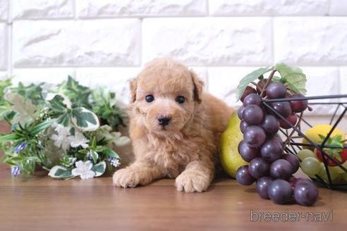 成約済の滋賀県のトイプードル-200135の3枚目