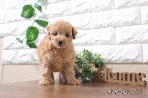 成約済の滋賀県のトイプードル-200135の2枚目