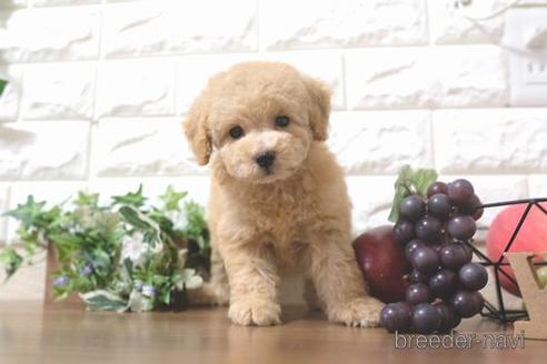 成約済の滋賀県のトイプードル-200137の1枚目