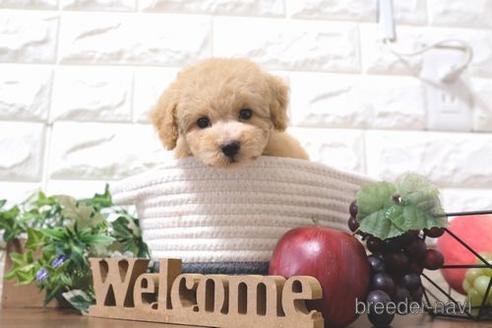 成約済の滋賀県のトイプードル-200137の6枚目