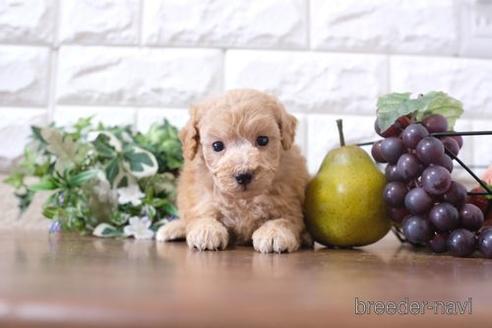 成約済の滋賀県のトイプードル-200137の3枚目