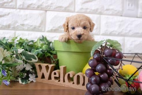 成約済の滋賀県のトイプードル-200137の2枚目