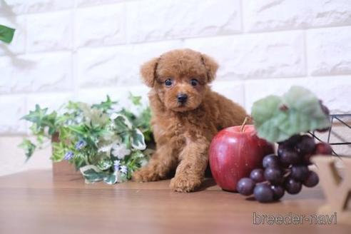 成約済の滋賀県のトイプードル-200139の1枚目