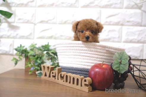 成約済の滋賀県のトイプードル-200139の6枚目