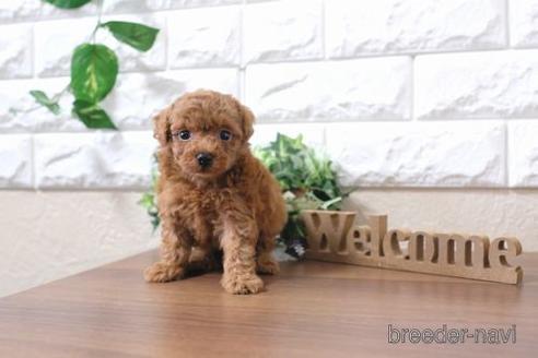 成約済の滋賀県のトイプードル-200139の3枚目