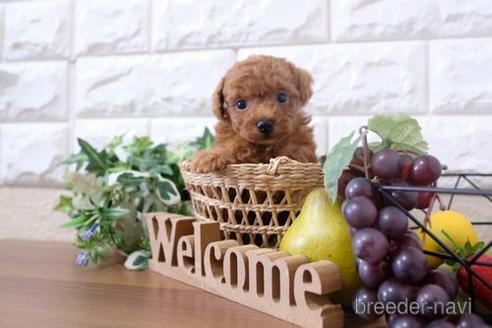 成約済の滋賀県のトイプードル-200139の2枚目