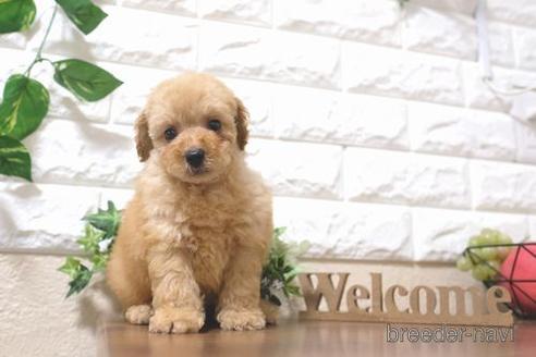 成約済の滋賀県のトイプードル-200143の1枚目