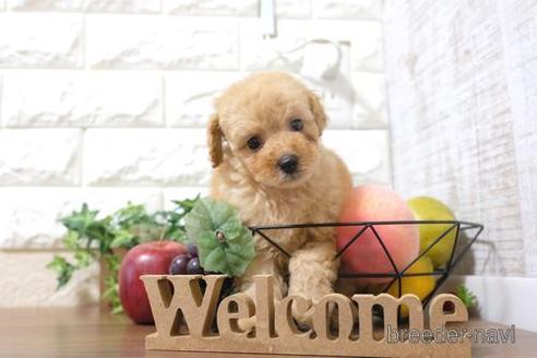 成約済の滋賀県のトイプードル-200143の6枚目