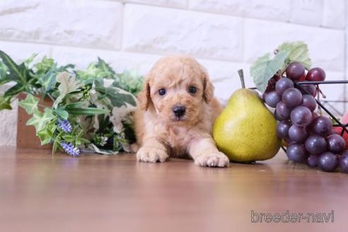 成約済の滋賀県のトイプードル-200143の3枚目