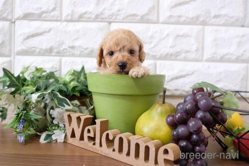 成約済の滋賀県のトイプードル-200143の2枚目