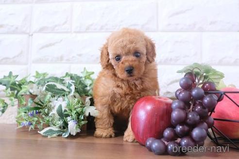 成約済の滋賀県のトイプードル-200146の1枚目
