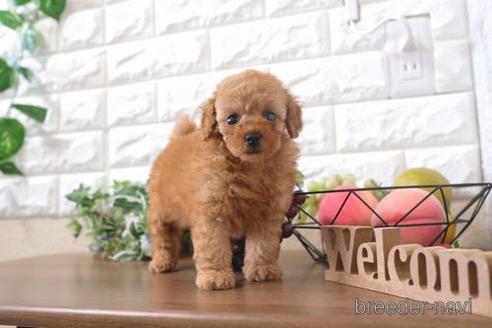 成約済の滋賀県のトイプードル-200146の6枚目