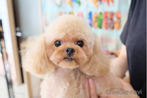 成約済の滋賀県のトイプードル-200146の4枚目