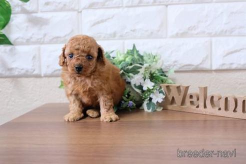 成約済の滋賀県のトイプードル-200146の3枚目