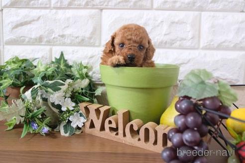 成約済の滋賀県のトイプードル-200146の2枚目