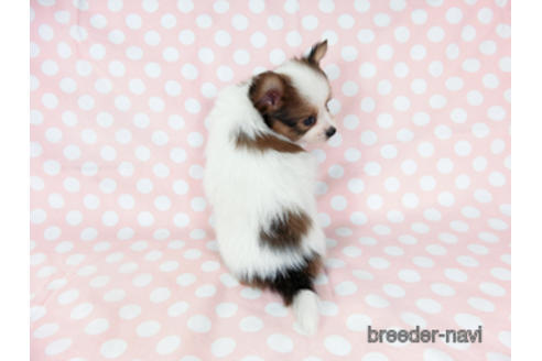 成約済の千葉県のパピヨン-201355の7枚目