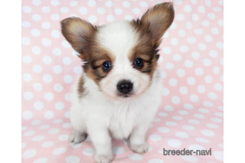 成約済の千葉県のパピヨン-201355の6枚目