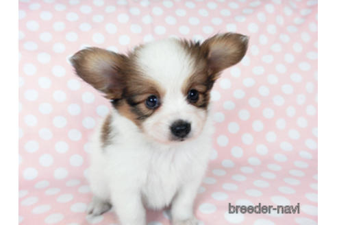 成約済の千葉県のパピヨン-201355の5枚目