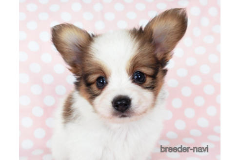 成約済の千葉県のパピヨン-201355の1枚目