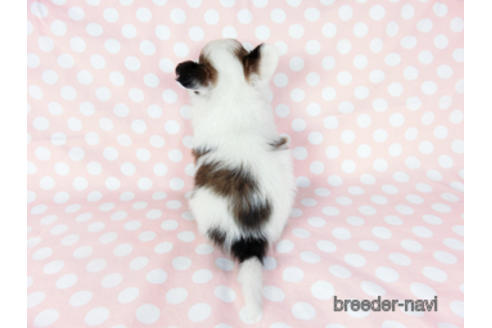 成約済の千葉県のパピヨン-201358の8枚目