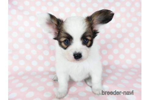 成約済の千葉県のパピヨン-201358の7枚目