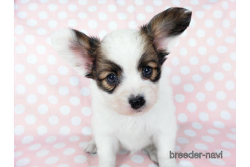 成約済の千葉県のパピヨン-201358の6枚目